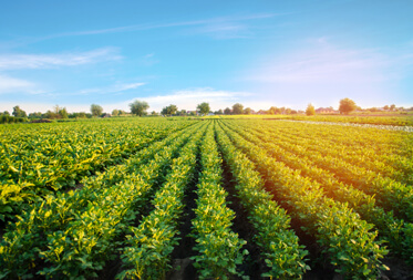 Agriculture